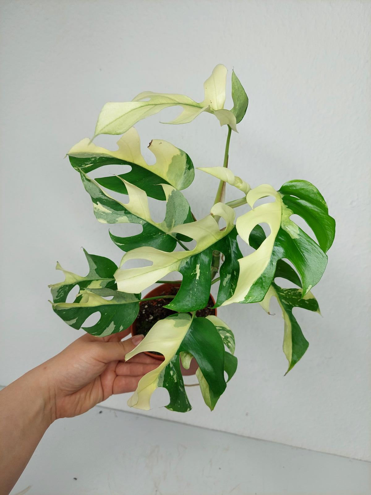 Monstera Minima / Raphidophora Tetrasperma Variegata