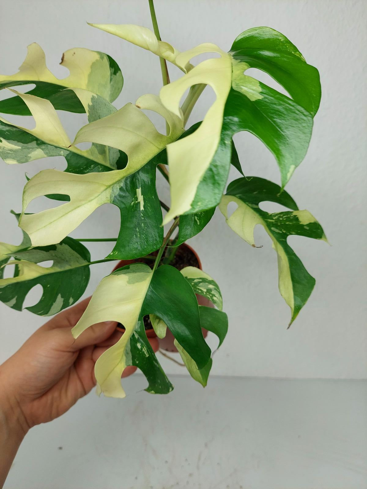 Monstera Minima / Raphidophora Tetrasperma Variegata