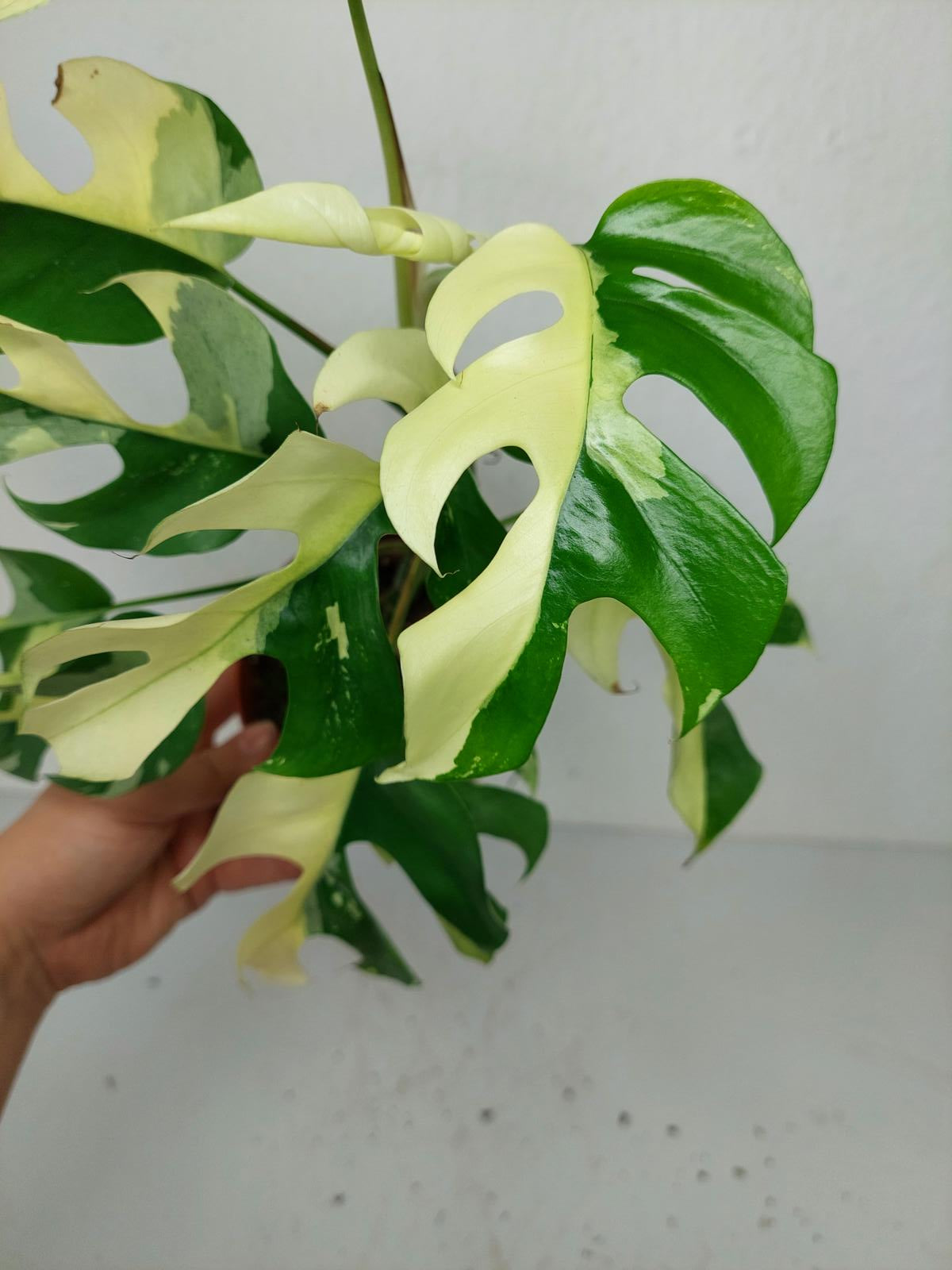 Monstera Minima / Raphidophora Tetrasperma Variegata