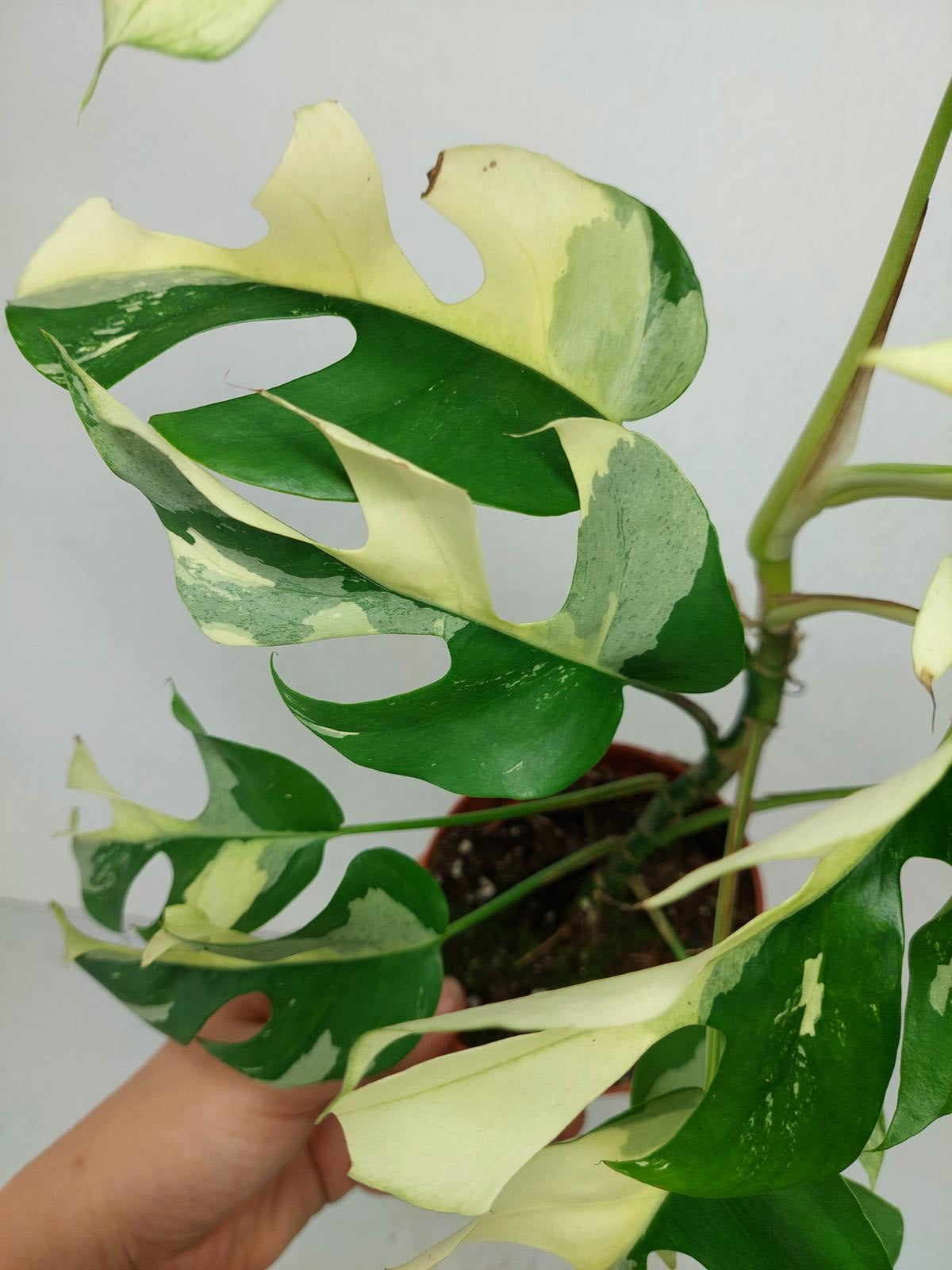 Monstera Minima / Raphidophora Tetrasperma Variegata