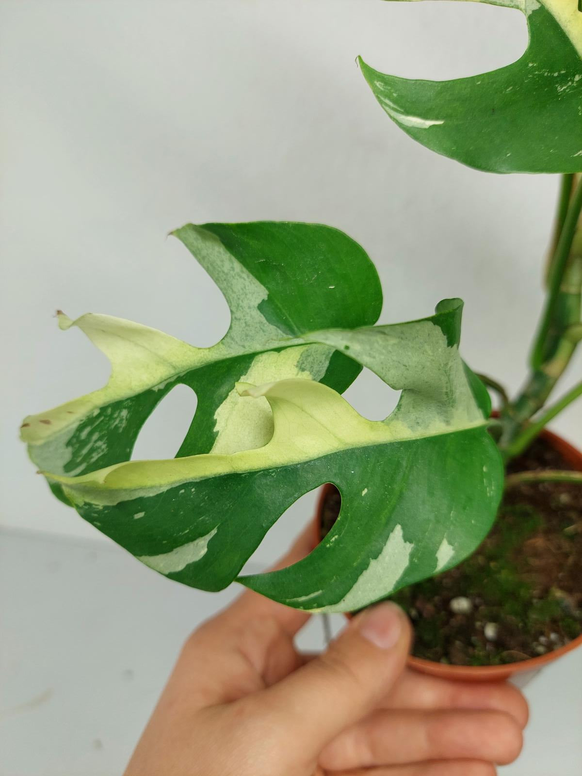 Monstera Minima / Raphidophora Tetrasperma Variegata