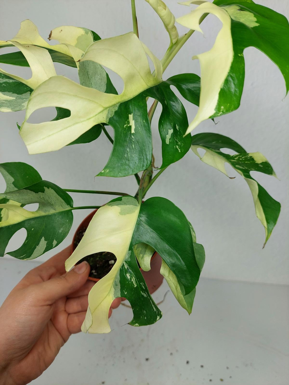 Monstera Minima / Raphidophora Tetrasperma Variegata