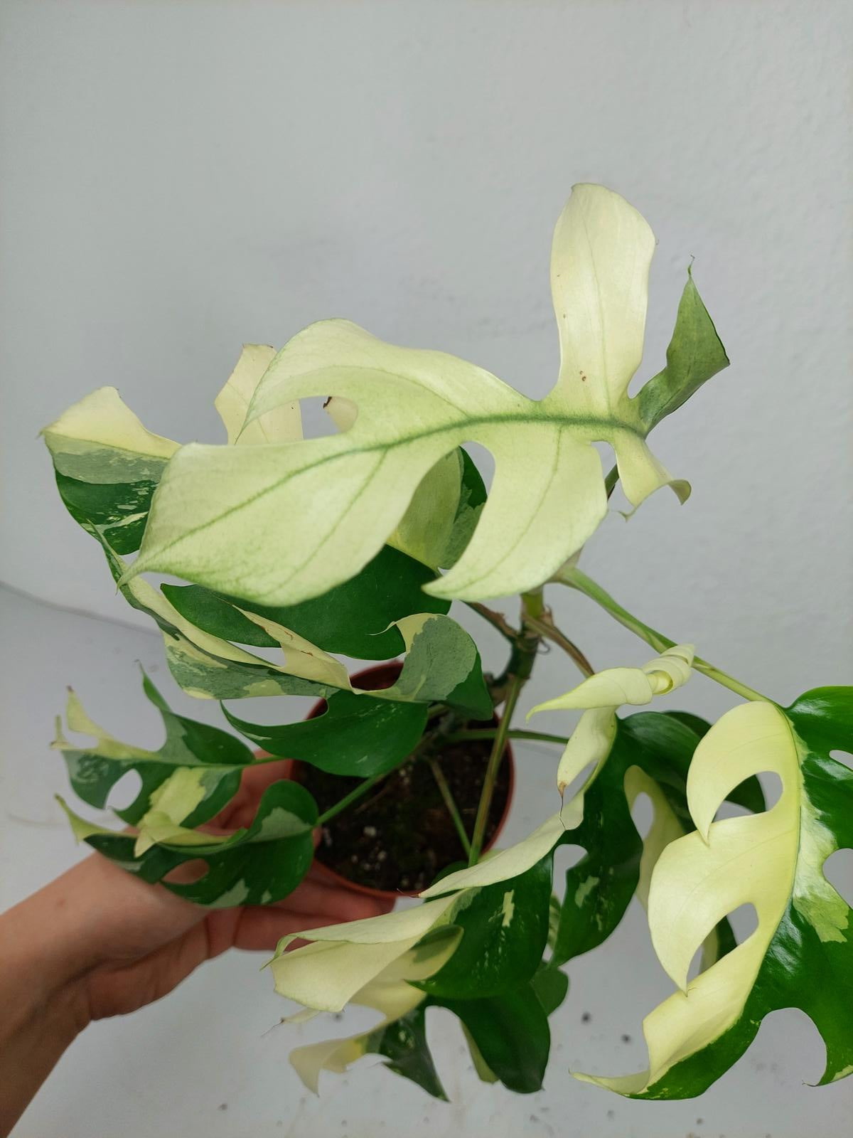 Monstera Minima / Raphidophora Tetrasperma Variegata