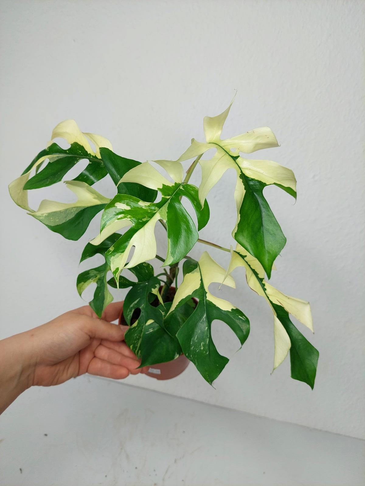 Monstera Minima / Raphidophora Tetrasperma Variegata