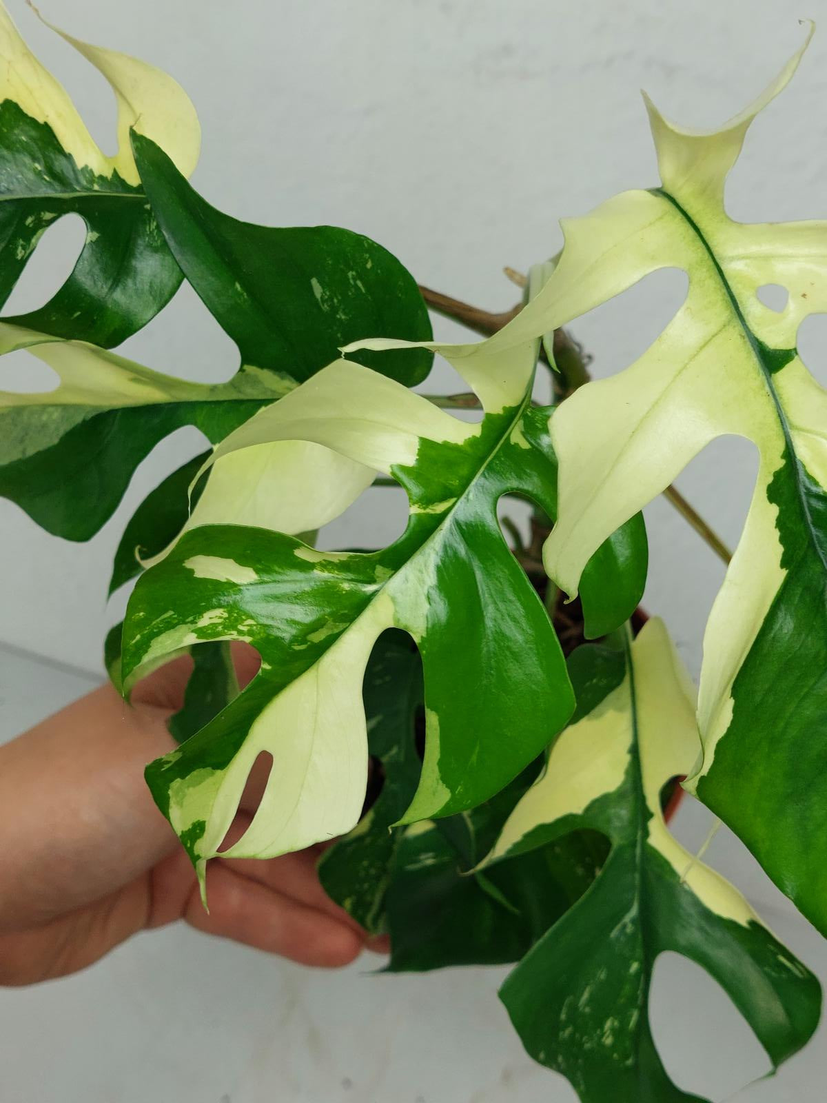 Monstera Minima / Raphidophora Tetrasperma Variegata