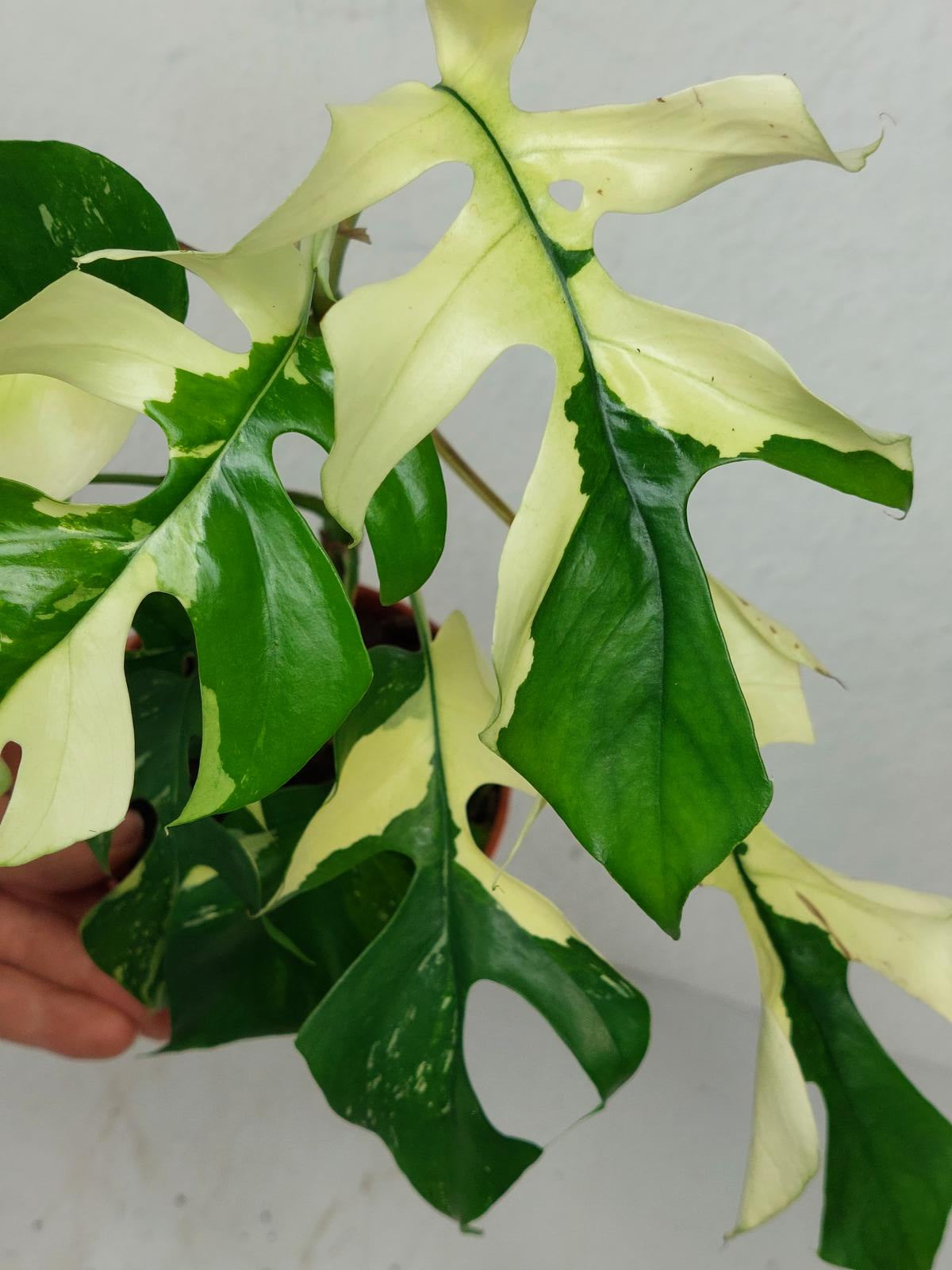 Monstera Minima / Raphidophora Tetrasperma Variegata