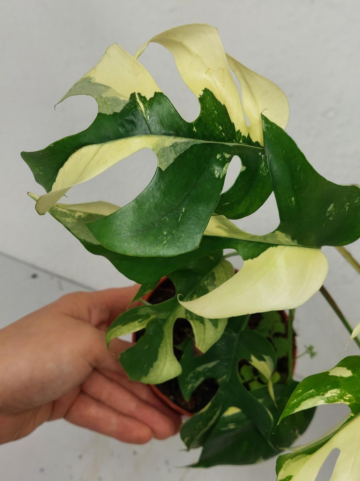 Monstera Minima / Raphidophora Tetrasperma Variegata