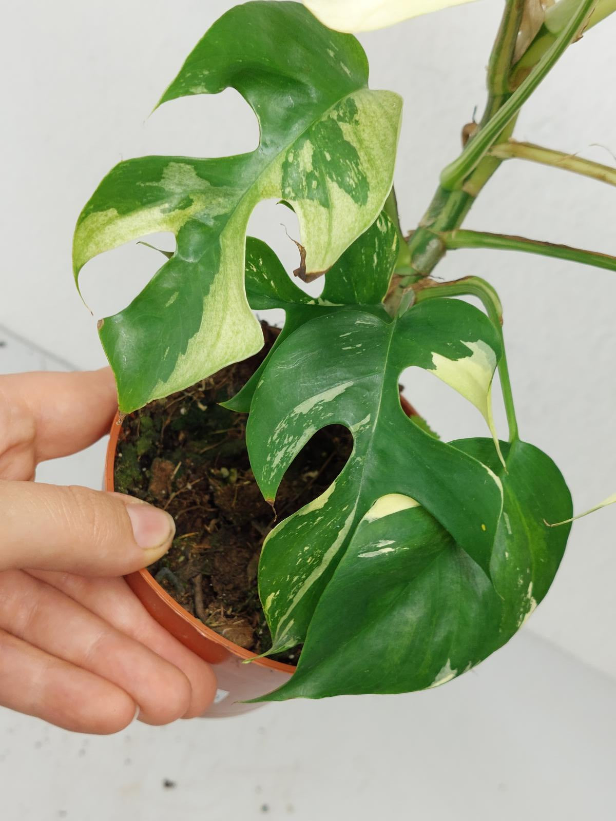 Monstera Minima / Raphidophora Tetrasperma Variegata