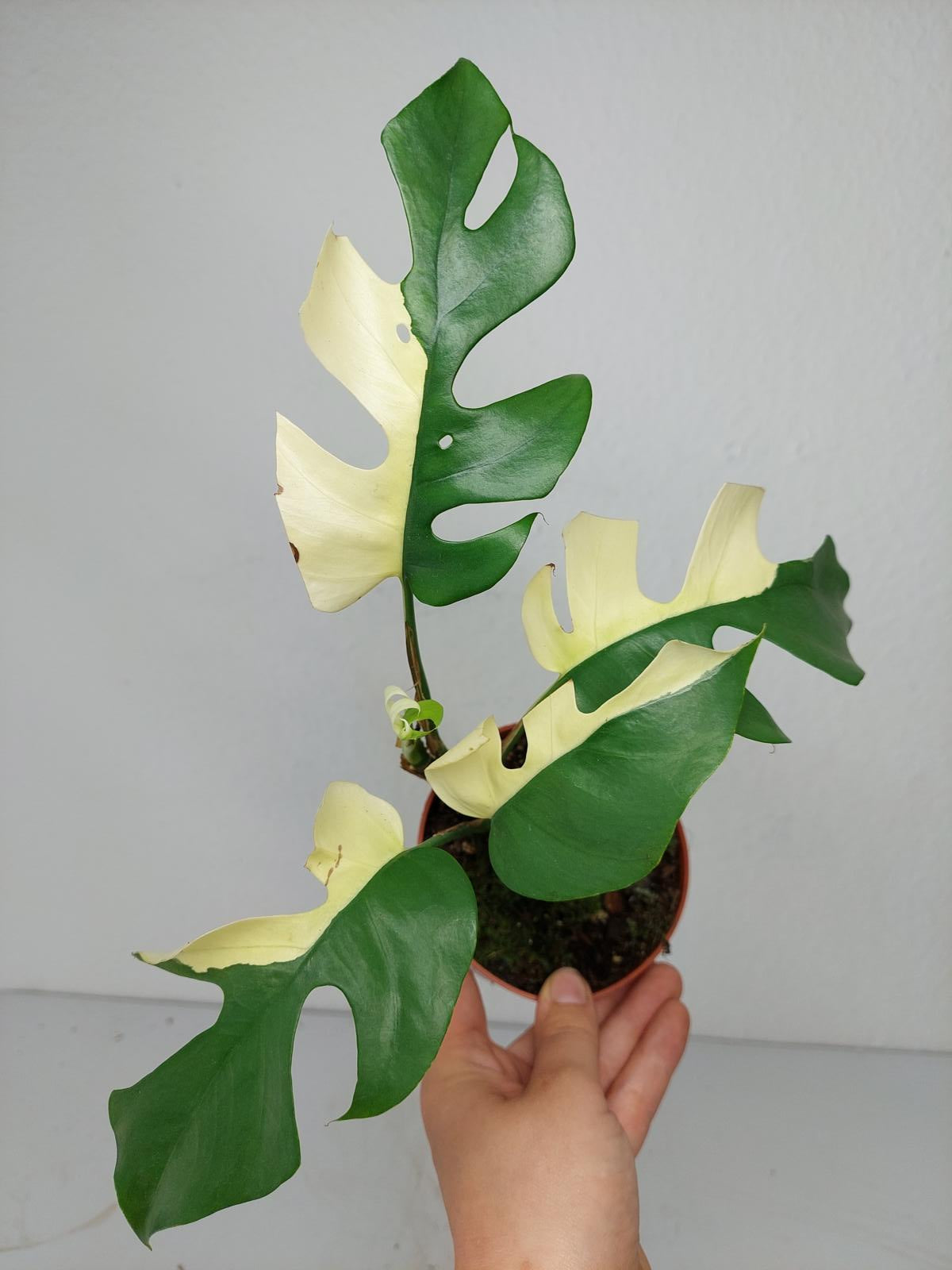 Monstera Minima / Raphidophora Tetrasperma Variegata