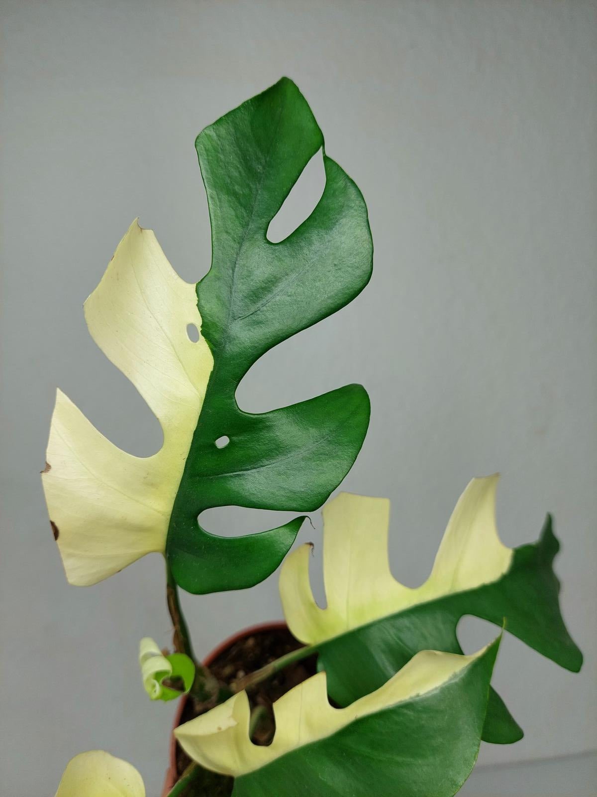 Monstera Minima / Raphidophora Tetrasperma Variegata