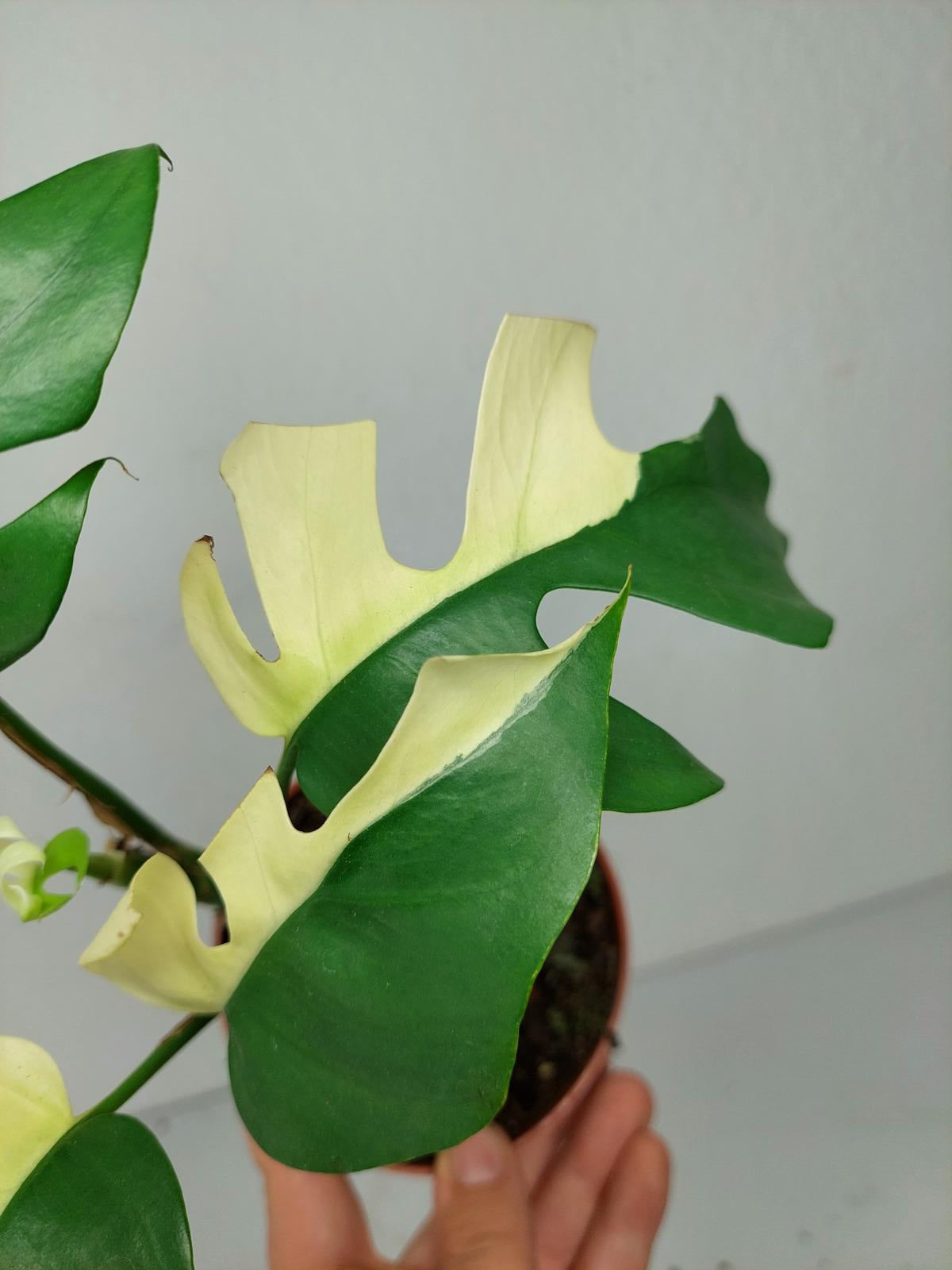 Monstera Minima / Raphidophora Tetrasperma Variegata