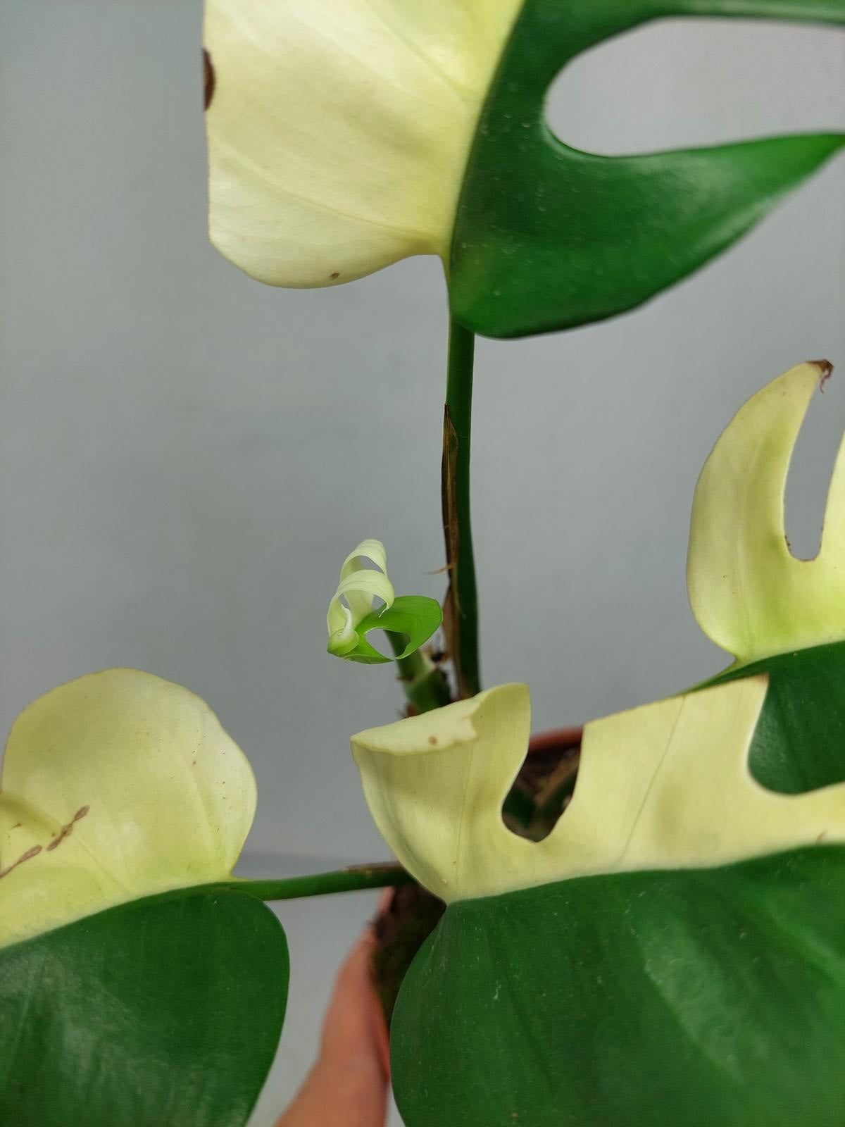 Monstera Minima / Raphidophora Tetrasperma Variegata