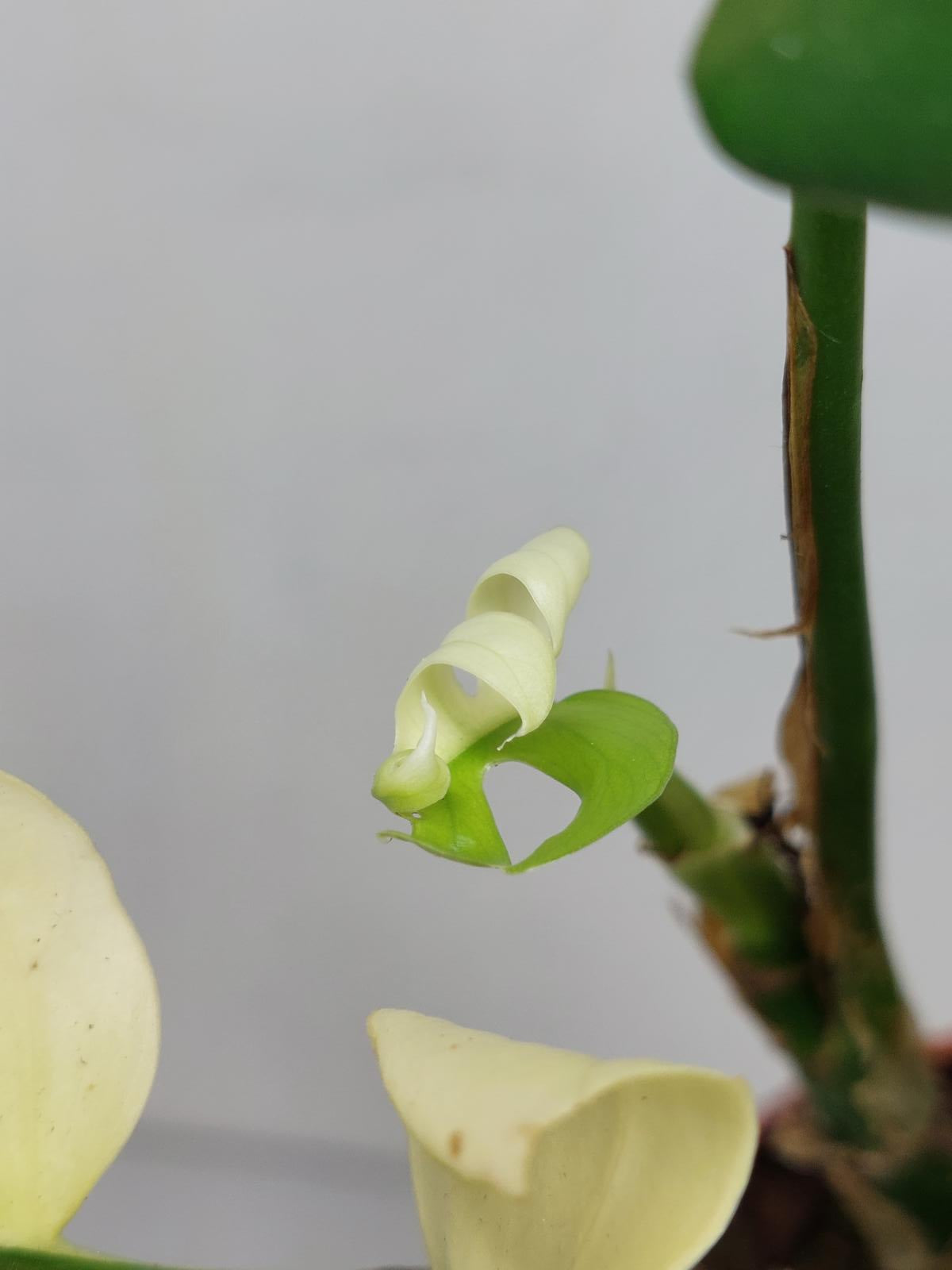Monstera Minima / Raphidophora Tetrasperma Variegata