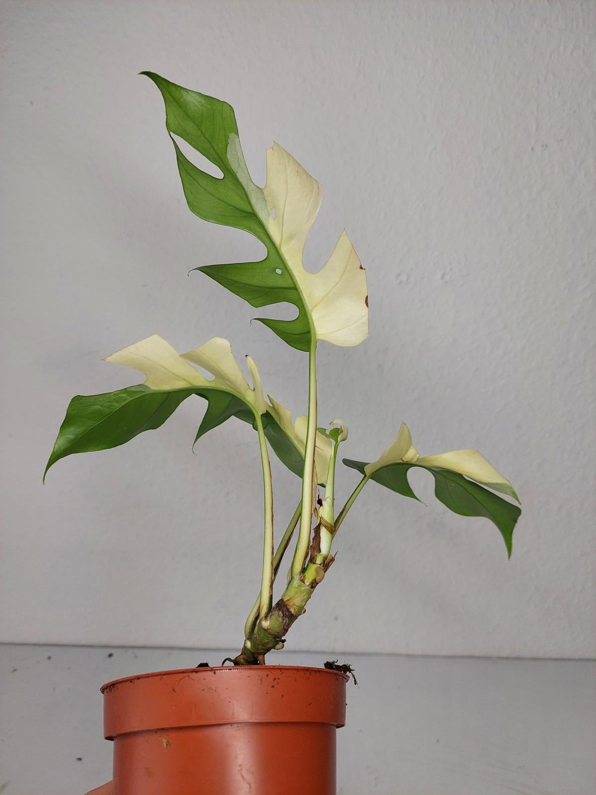 Monstera Minima / Raphidophora Tetrasperma Variegata