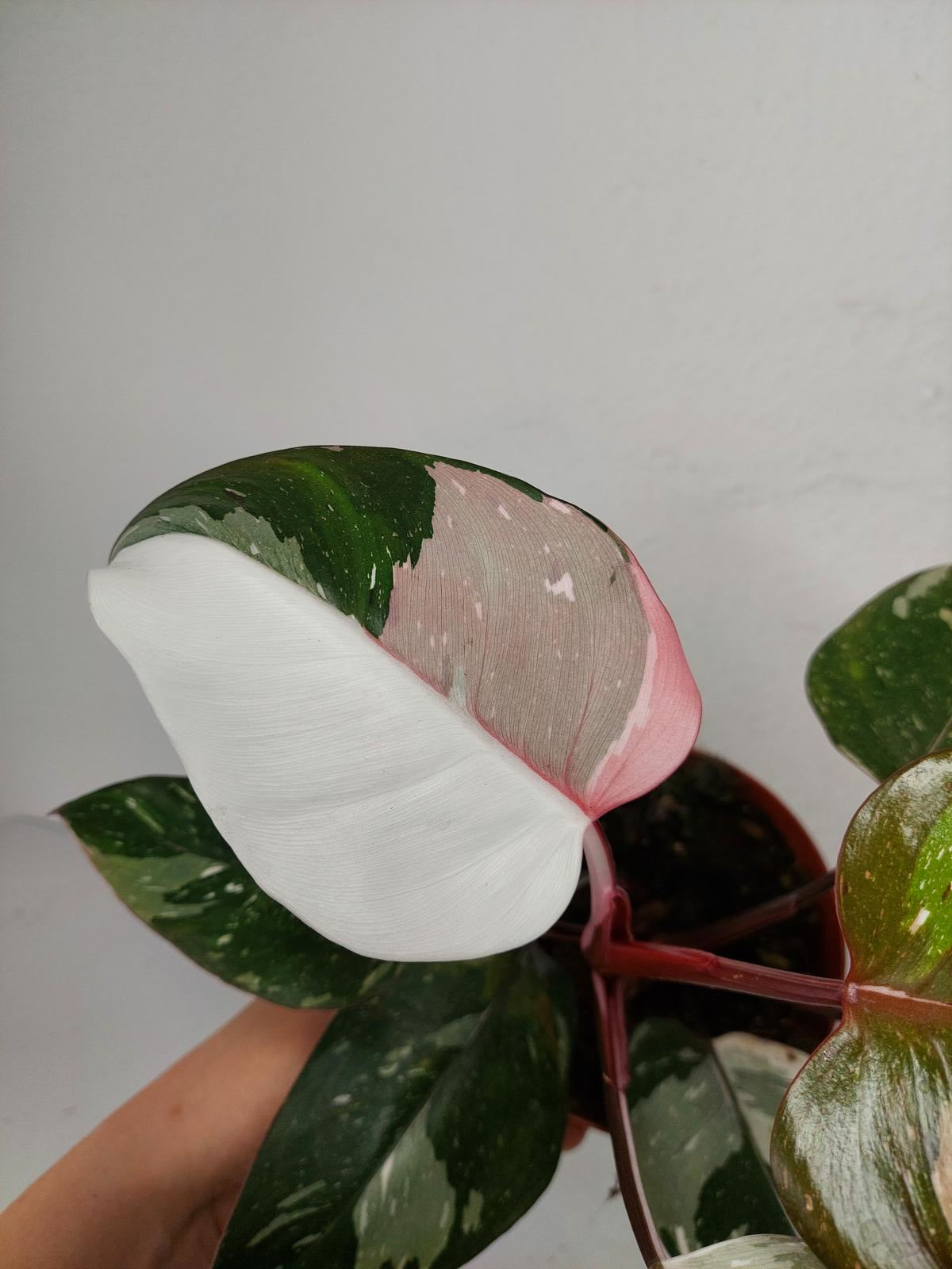 Philodendron Red Anderson Variegata