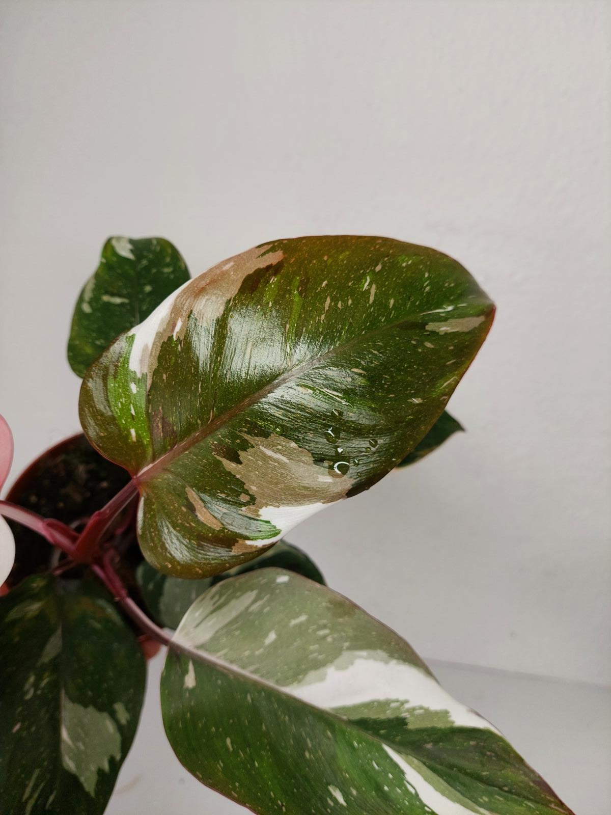 Philodendron Red Anderson Variegata