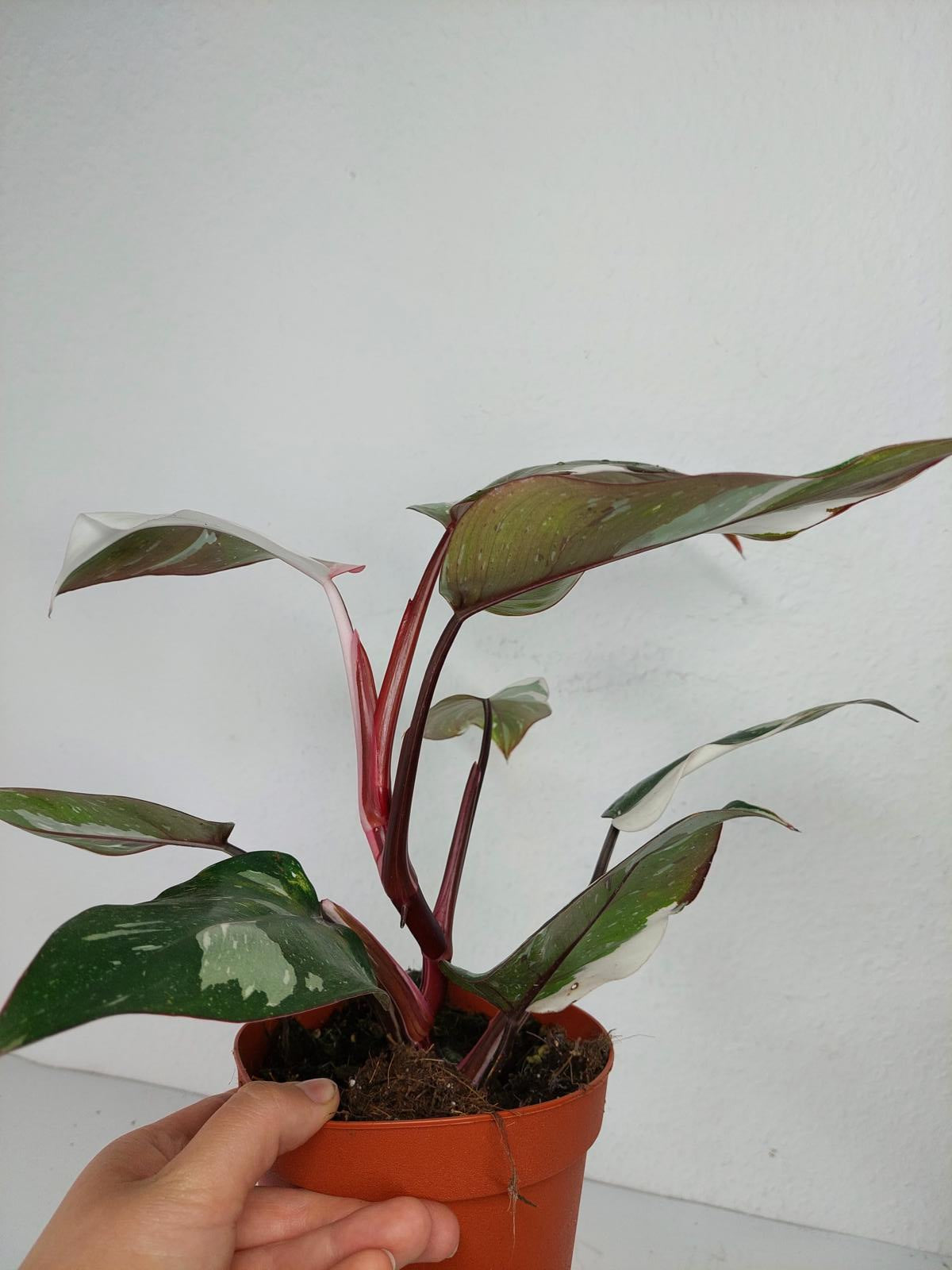 Philodendron Red Anderson Variegata