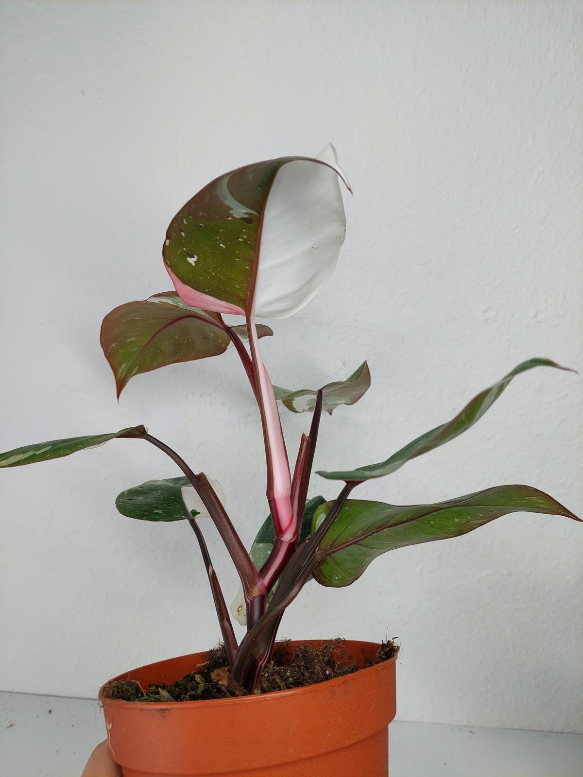 Philodendron Red Anderson Variegata