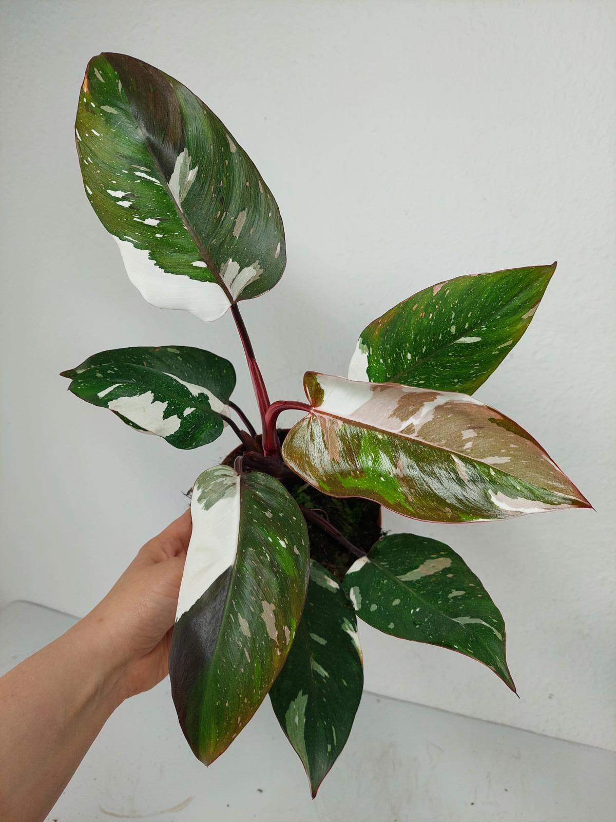 Philodendron Red Anderson Variegata