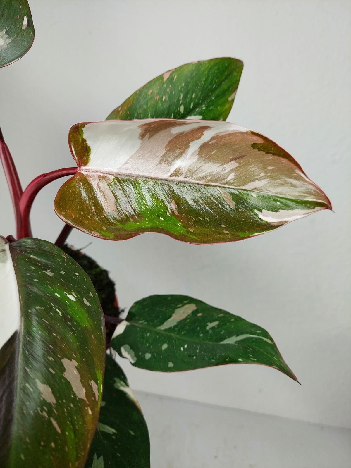 Philodendron Red Anderson Variegata
