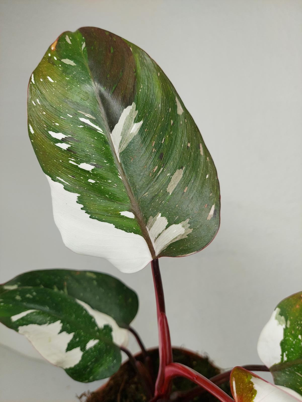 Philodendron Red Anderson Variegata