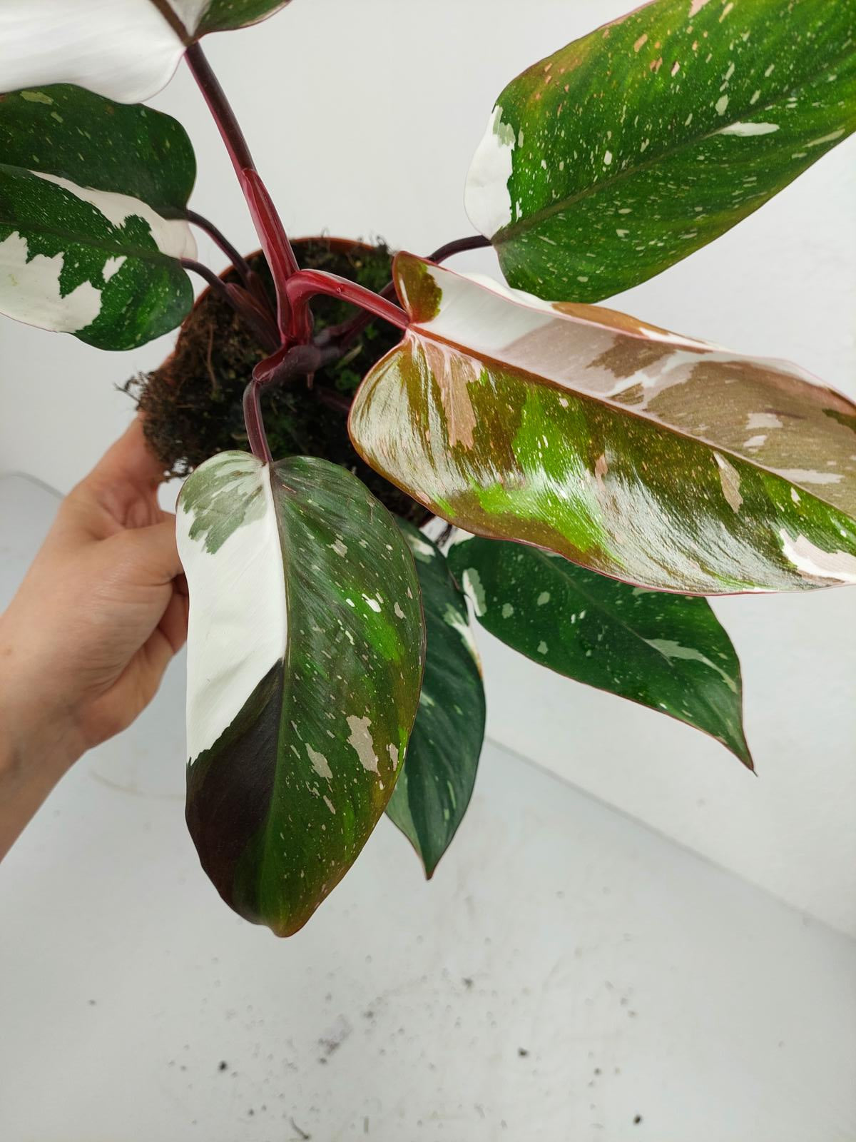 Philodendron Red Anderson Variegata