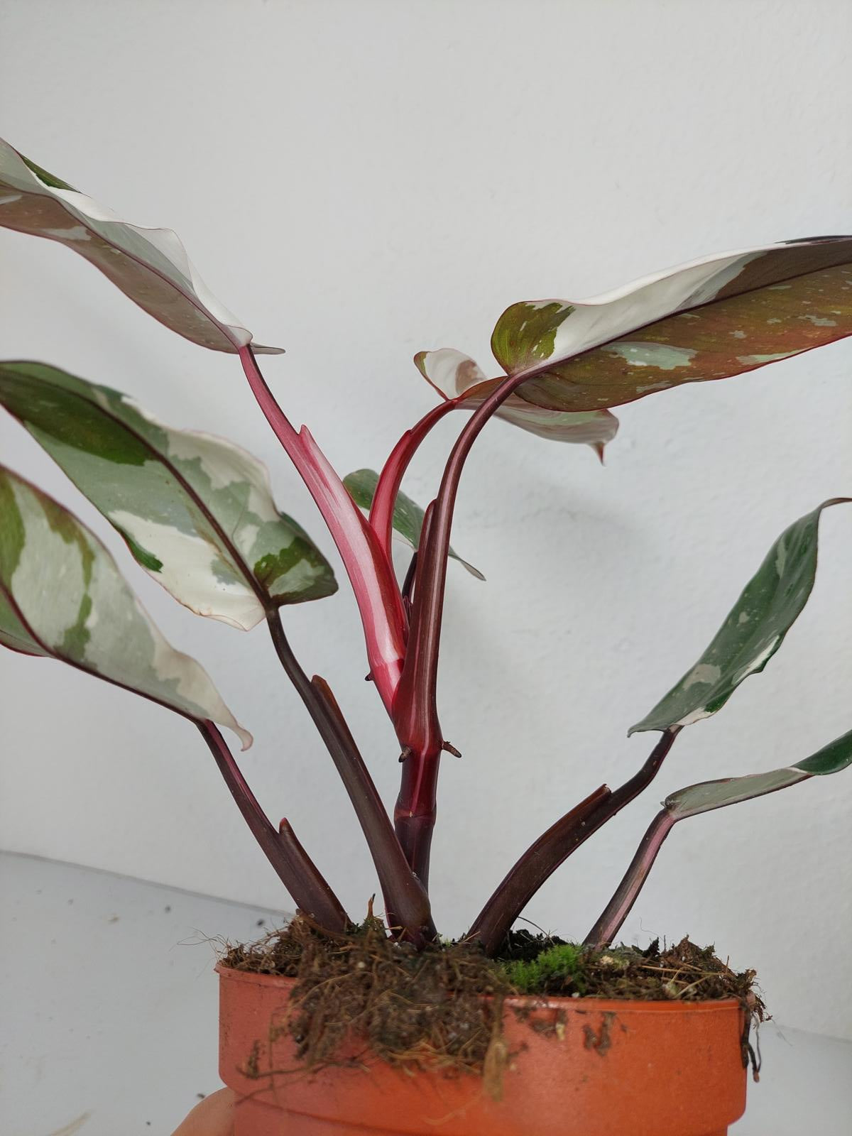 Philodendron Red Anderson Variegata