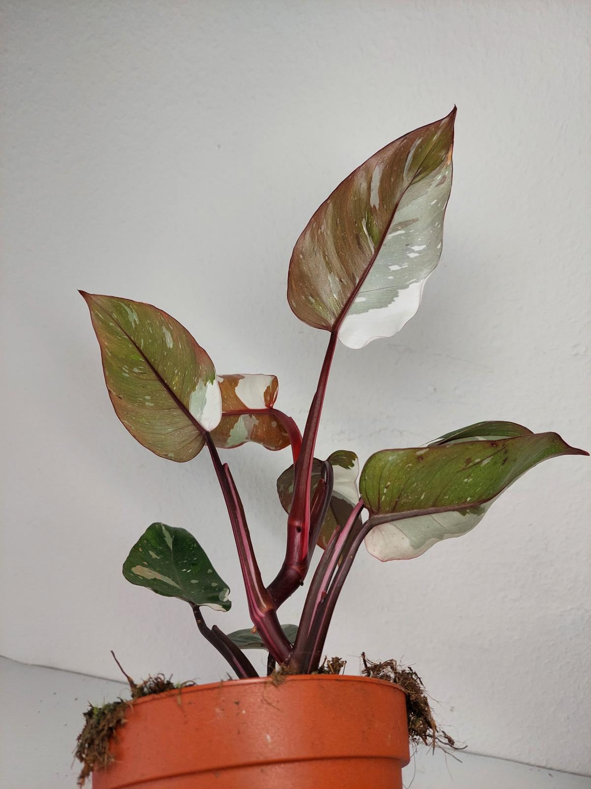 Philodendron Red Anderson Variegata
