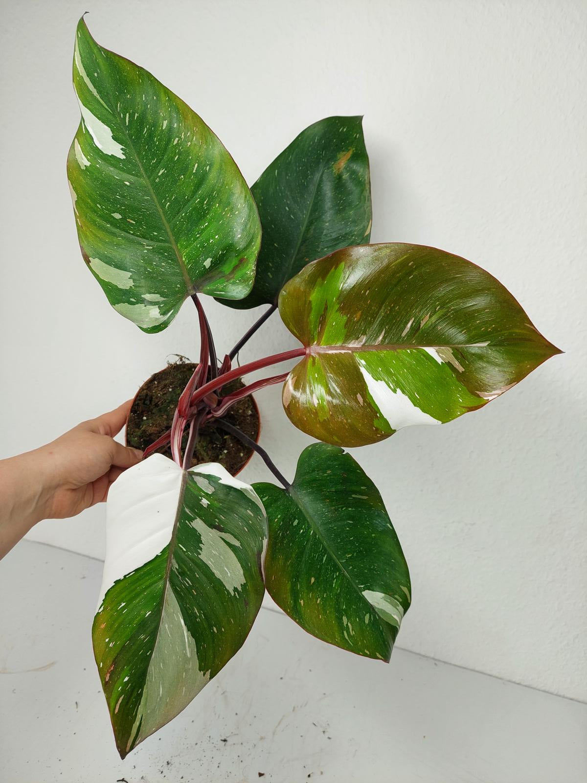 Philodendron Red Anderson Variegata