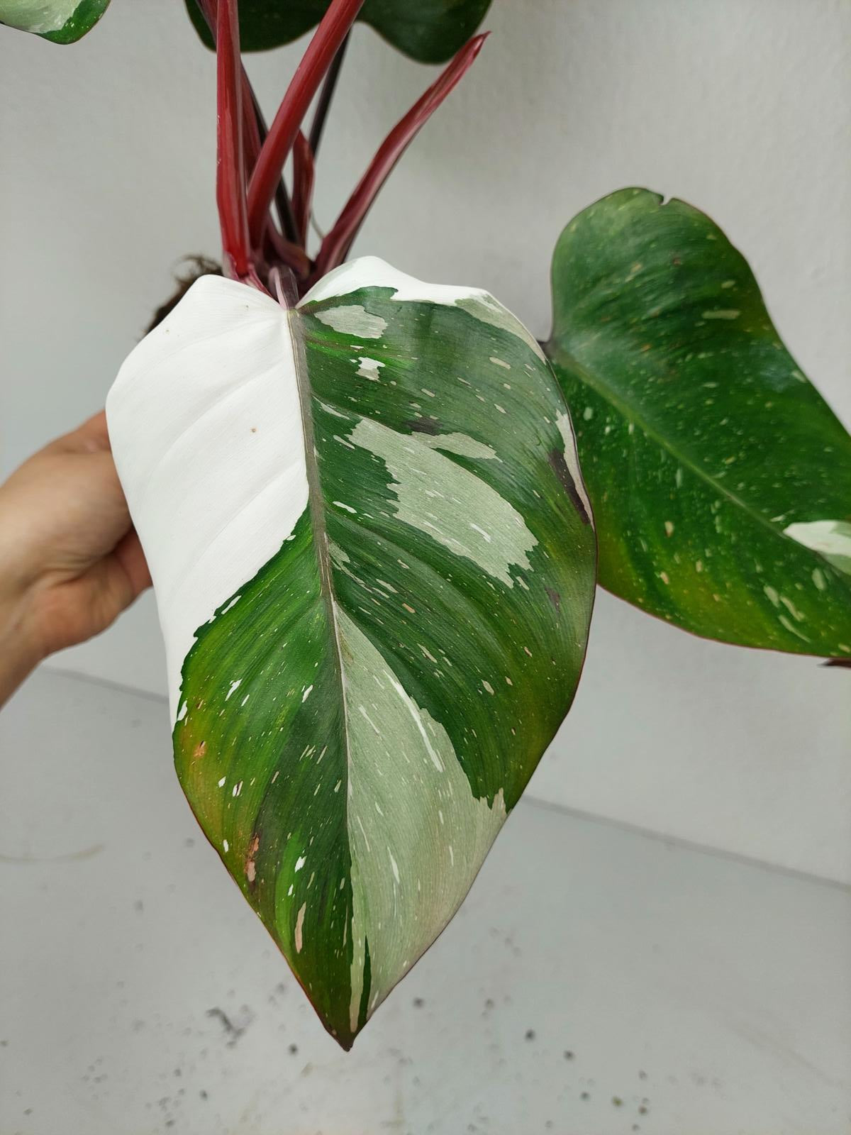 Philodendron Red Anderson Variegata