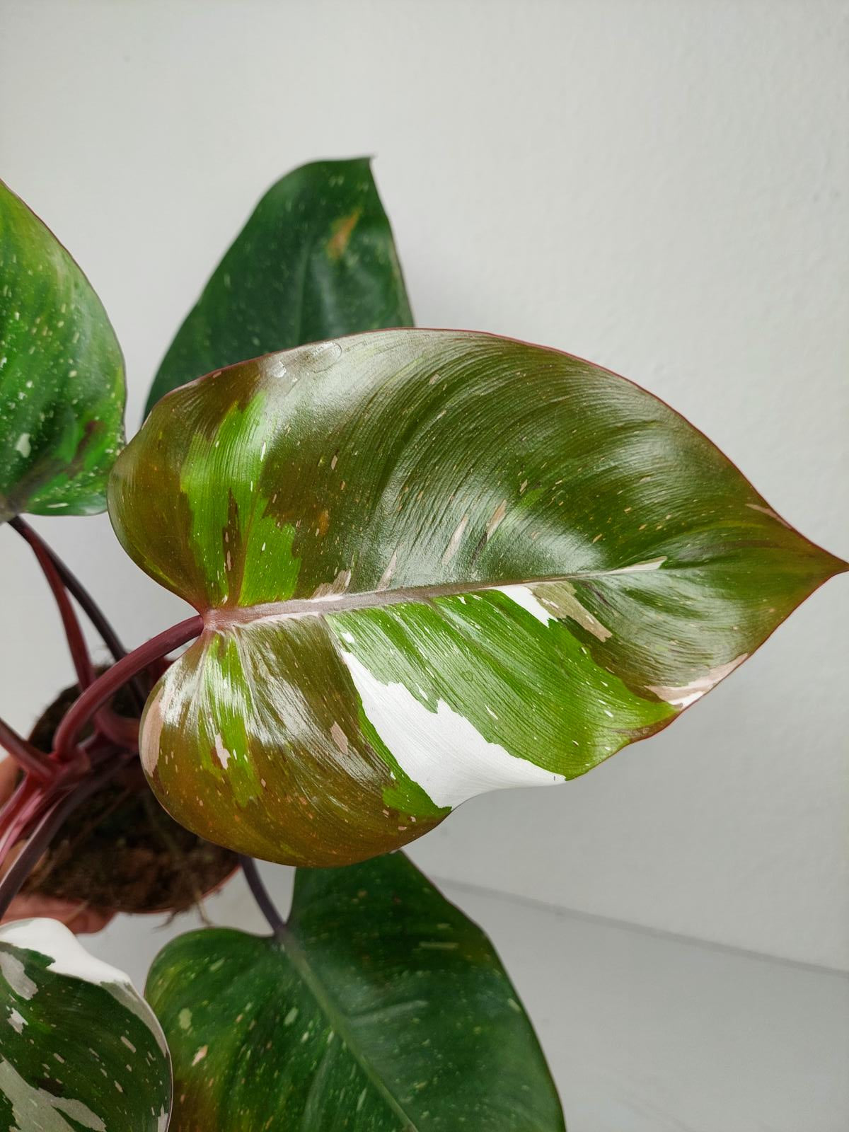 Philodendron Red Anderson Variegata