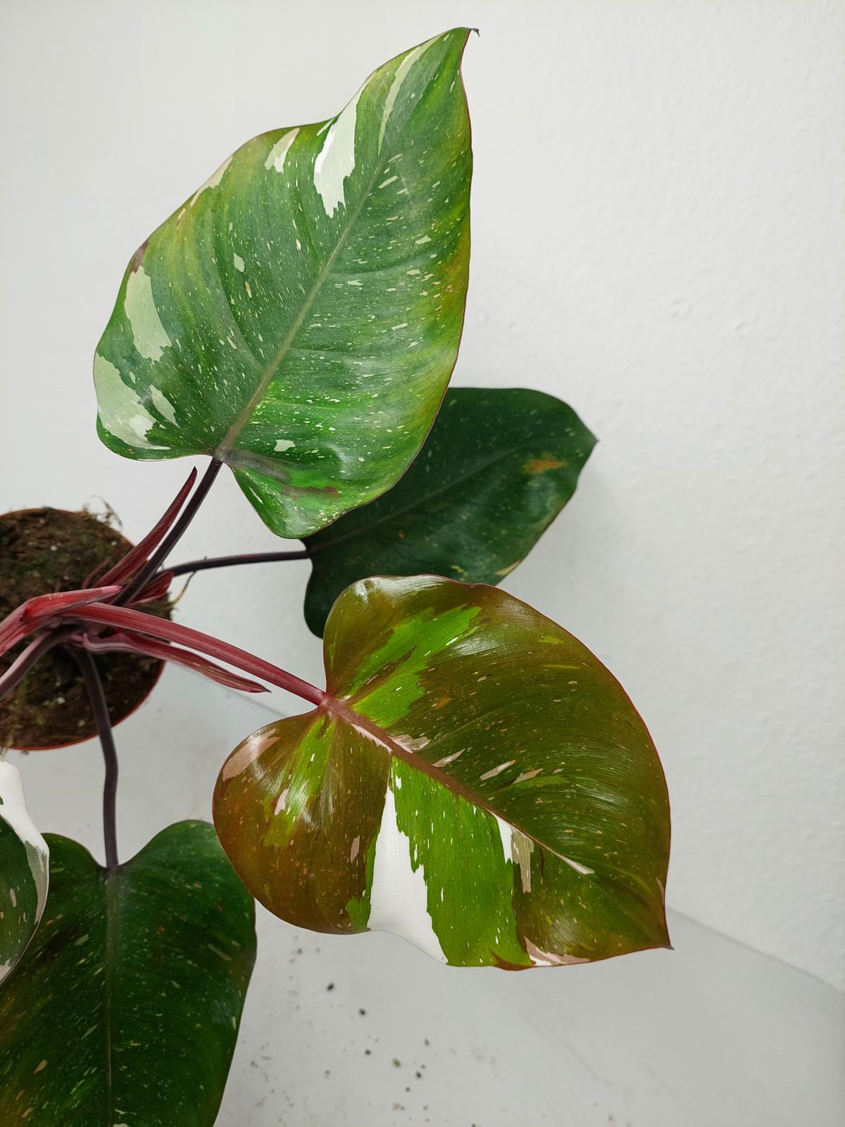 Philodendron Red Anderson Variegata