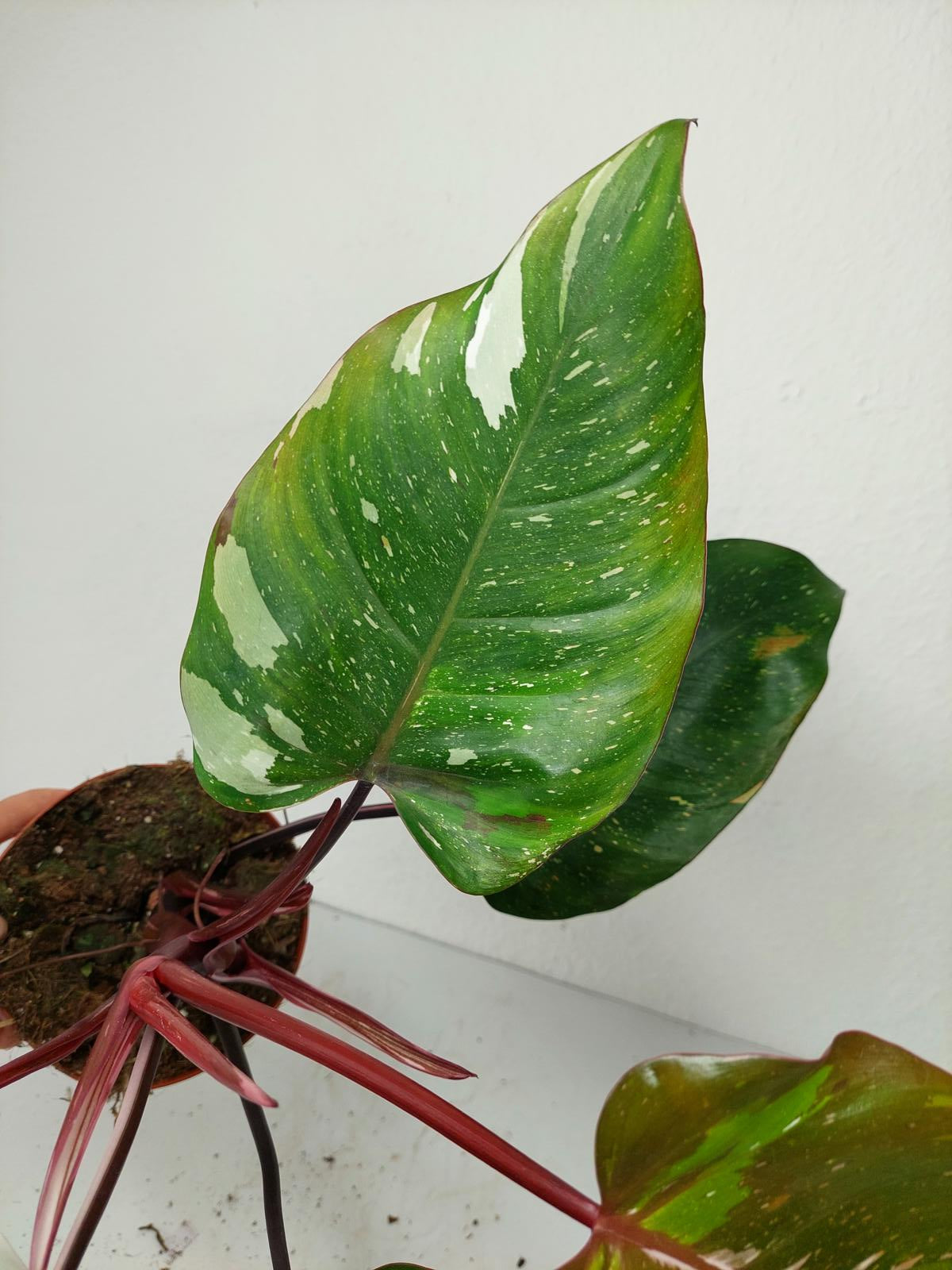 Philodendron Red Anderson Variegata
