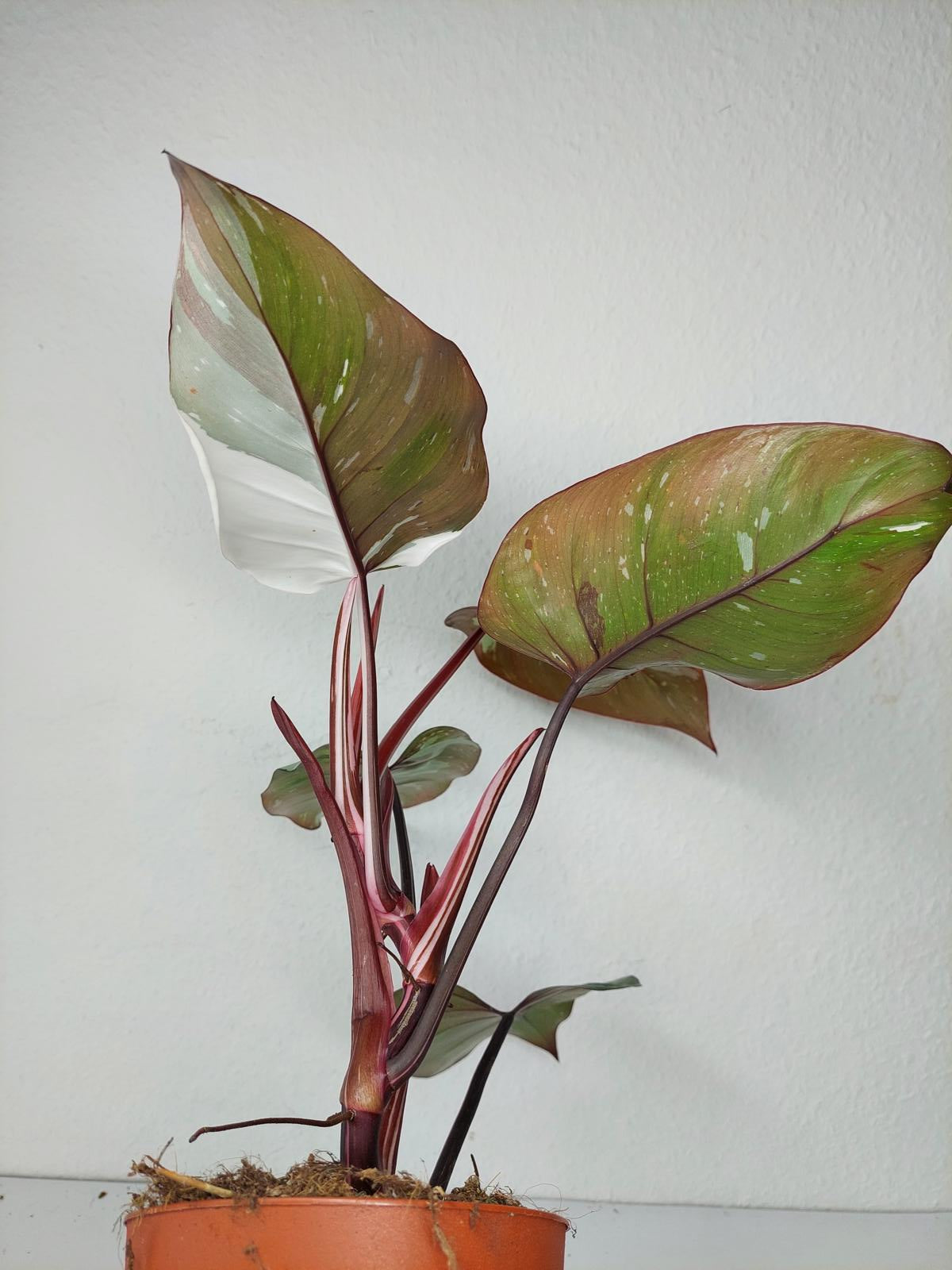 Philodendron Red Anderson Variegata