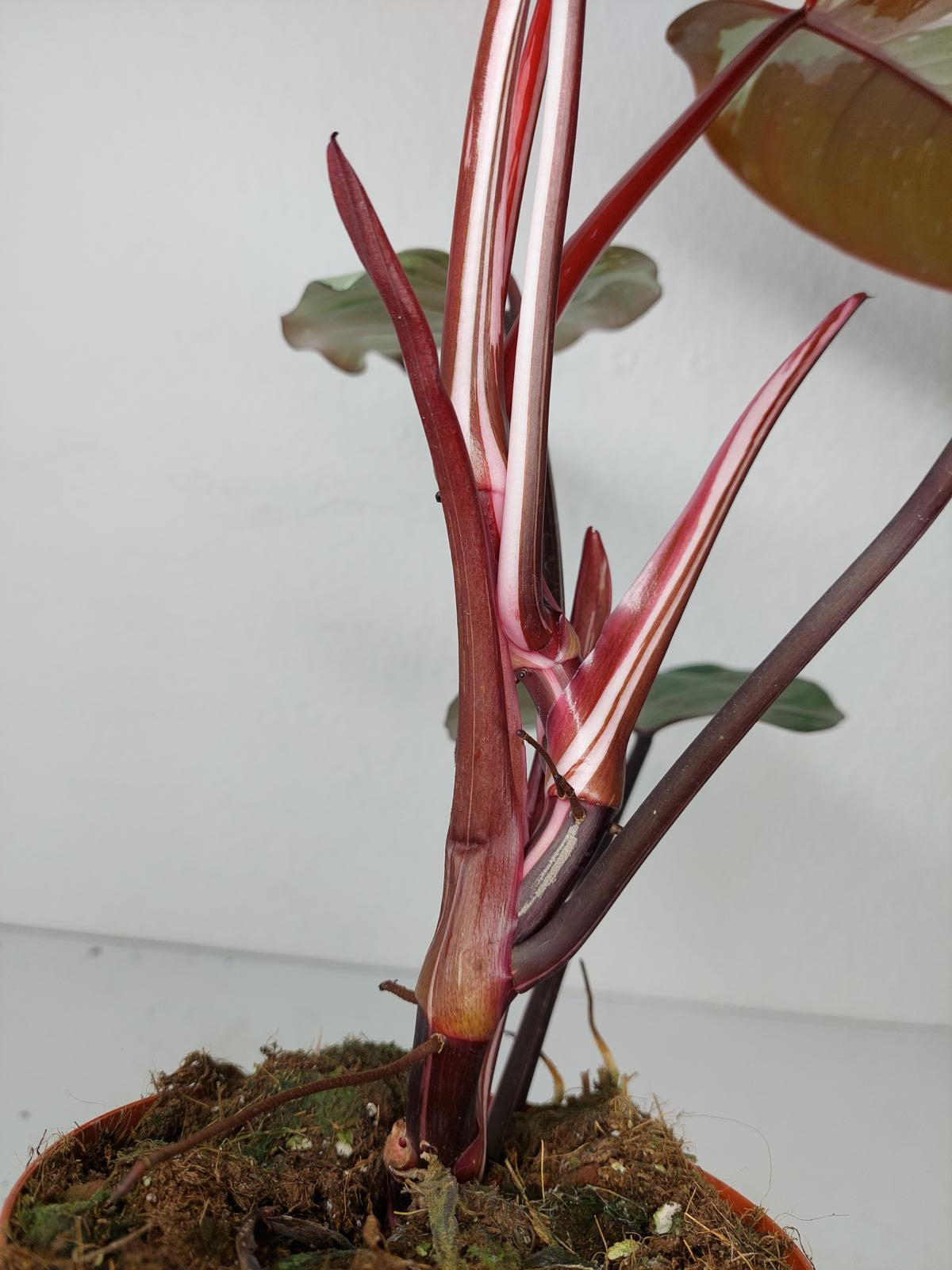 Philodendron Red Anderson Variegata