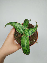 Sanseveria Cleopatra