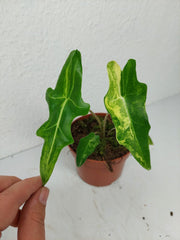Alocasia Portei Variegata