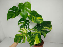 Monstera Aurea Variegata