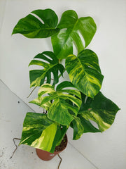 Monstera Aurea Variegata