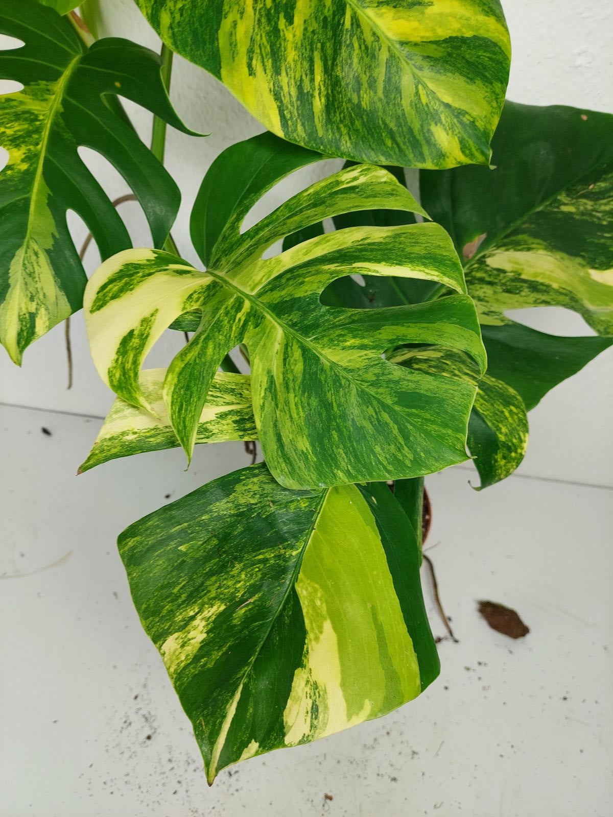 Monstera Aurea Variegata