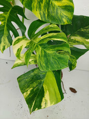 Monstera Aurea Variegata