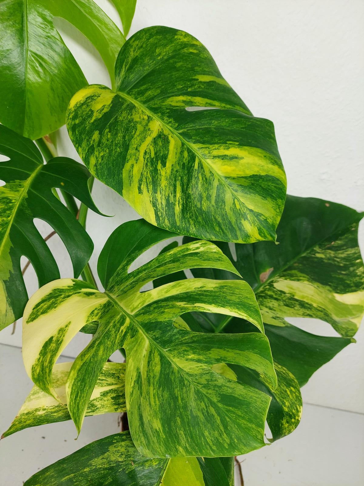 Monstera Aurea Variegata
