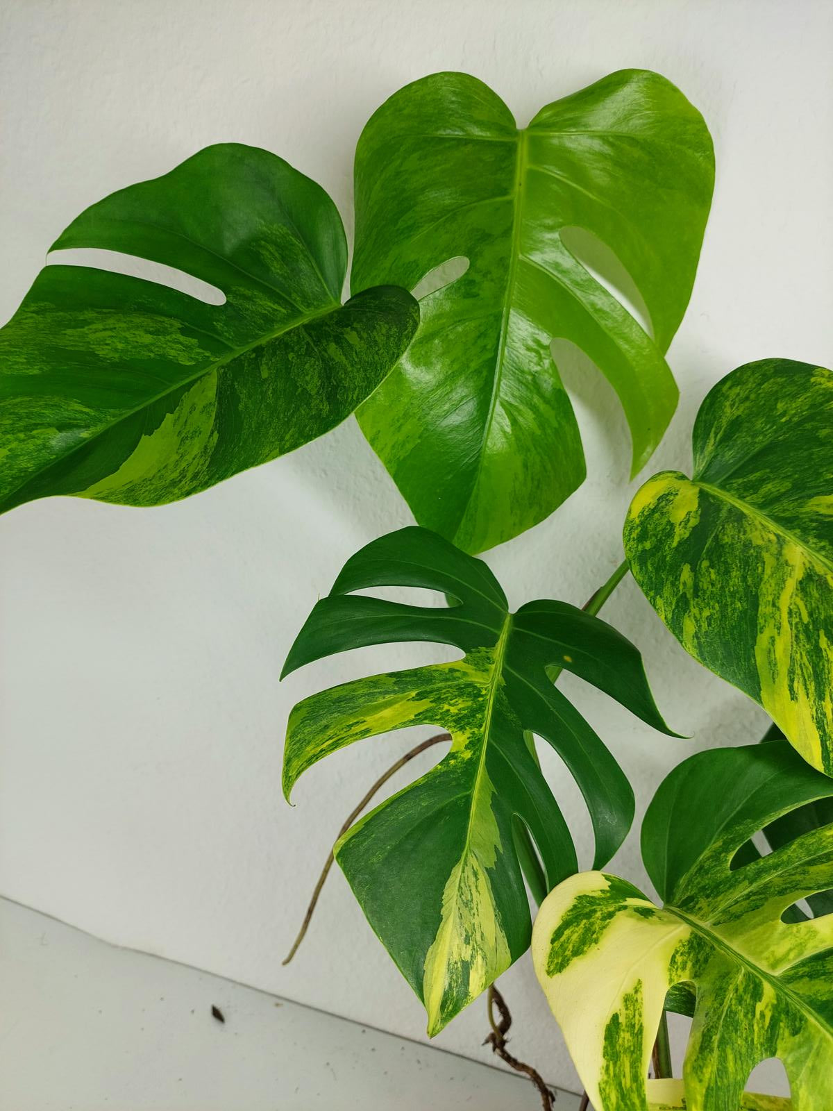 Monstera Aurea Variegata
