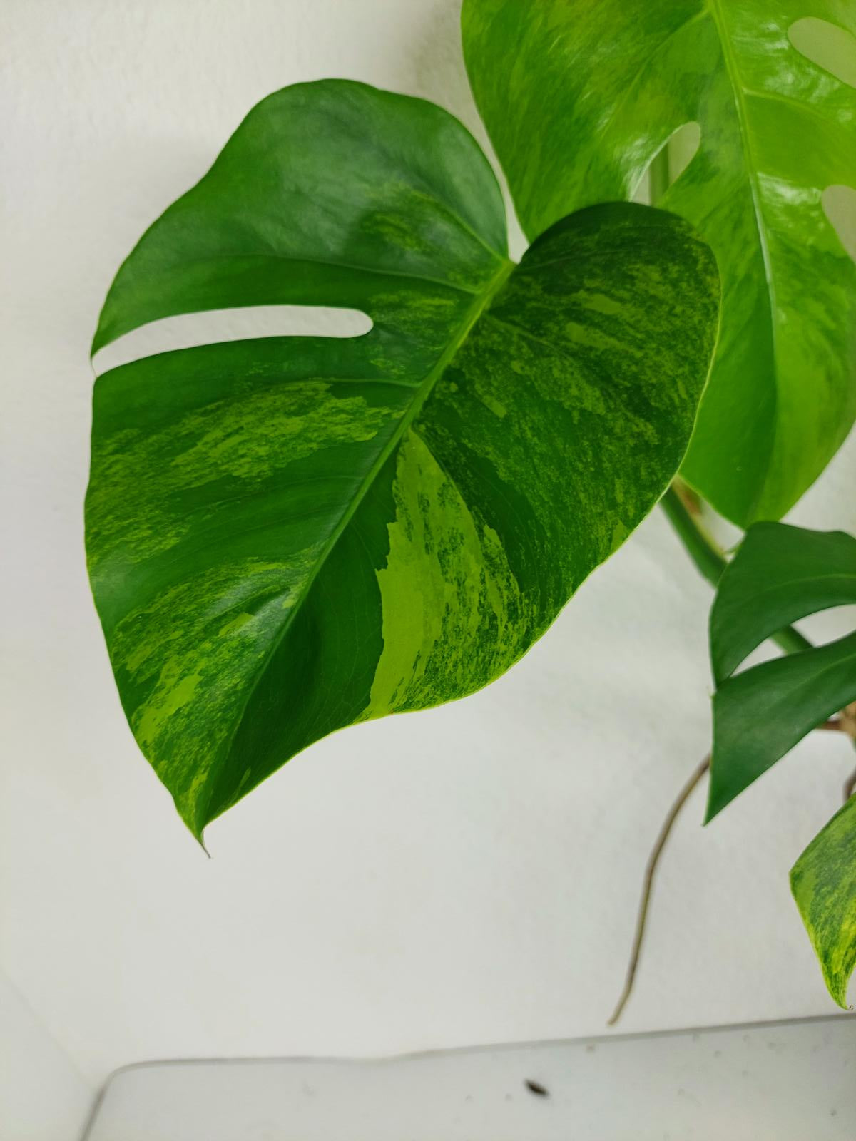 Monstera Aurea Variegata