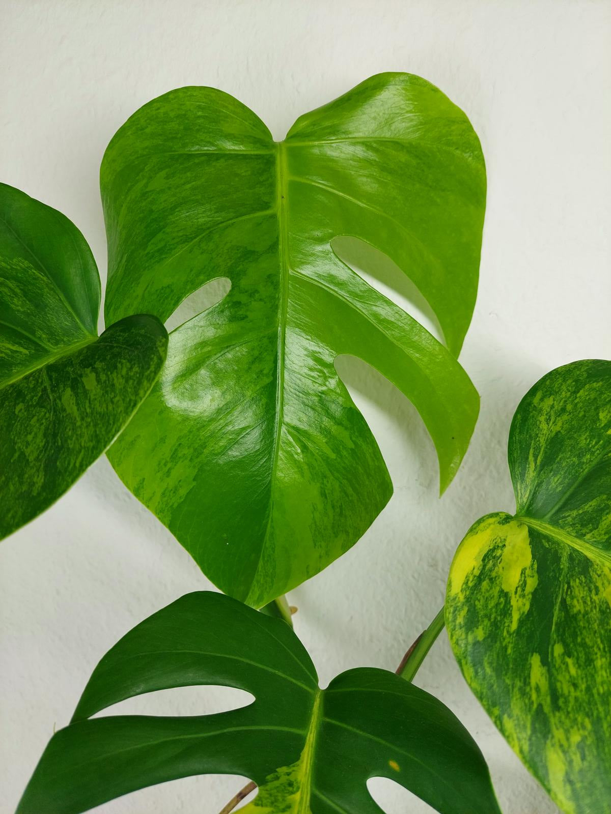 Monstera Aurea Variegata