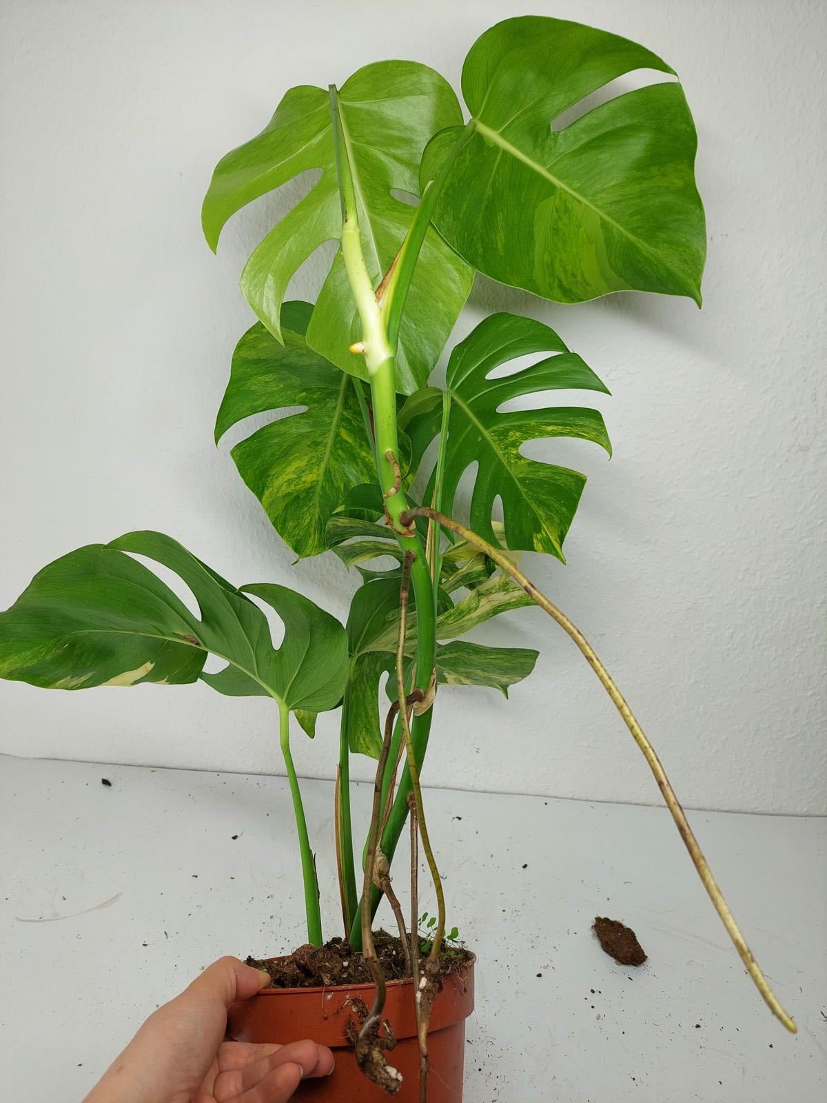 Monstera Aurea Variegata