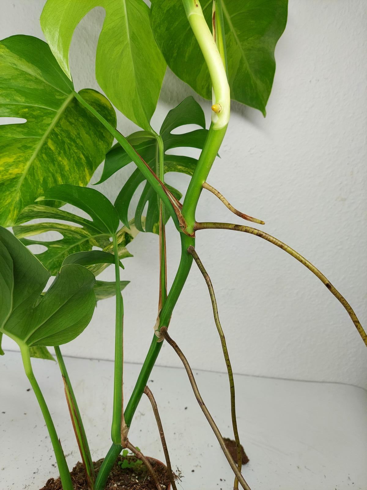 Monstera Aurea Variegata