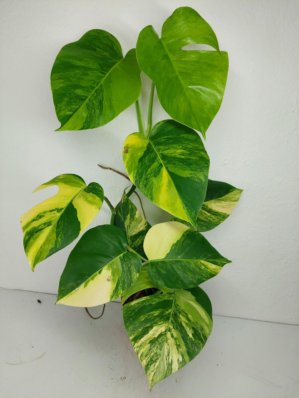 Monstera Aurea Variegata
