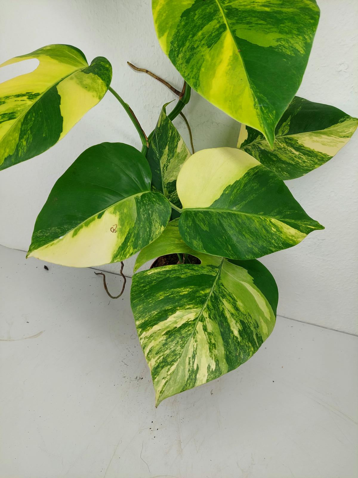 Monstera Aurea Variegata