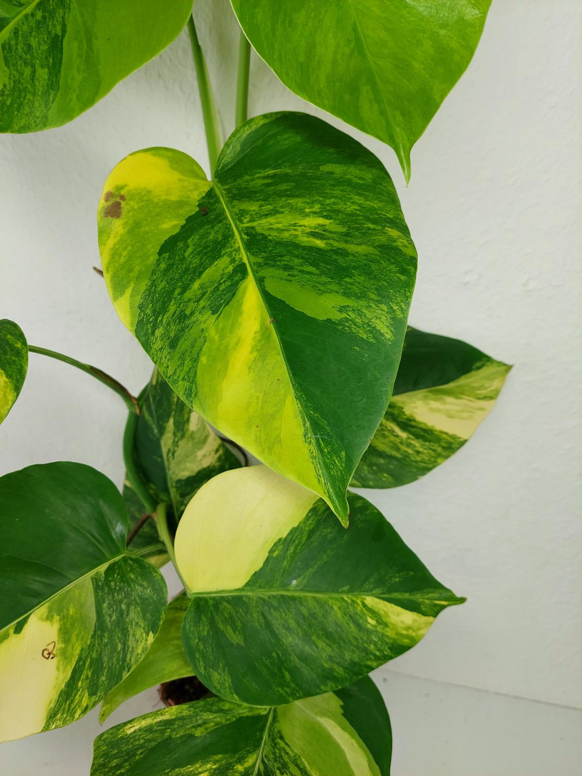 Monstera Aurea Variegata